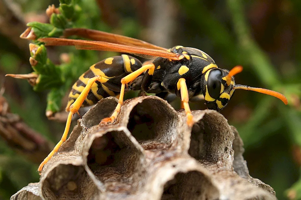 Blastophagus wasps