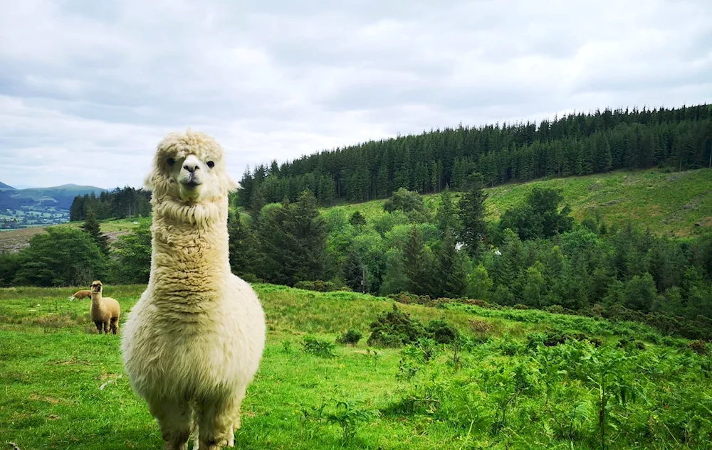 Woolly alpaca