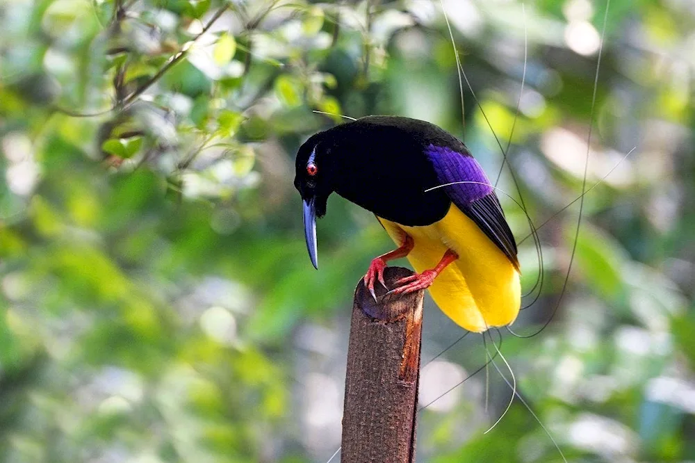 Livingstone's turaco