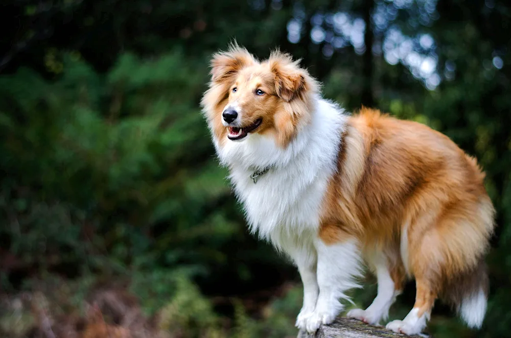 Shetland sheepdog Sheltie