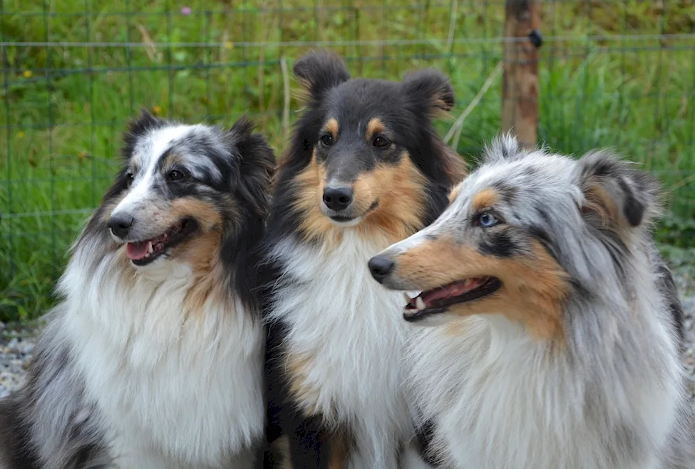 Mini American Shepherd Dog