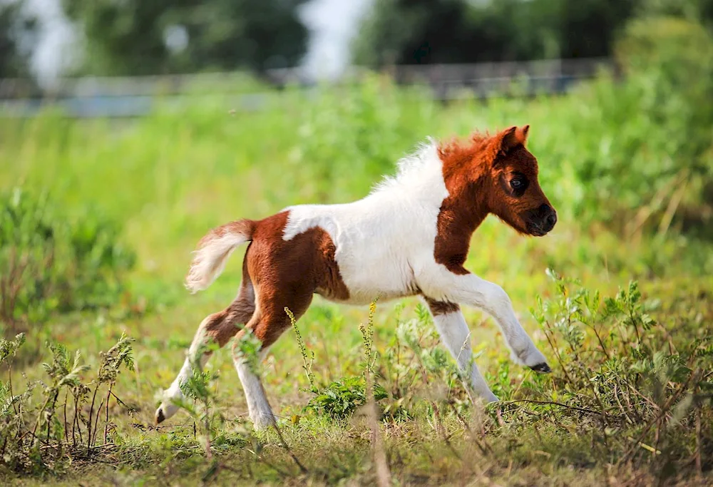 Shetland pony growth