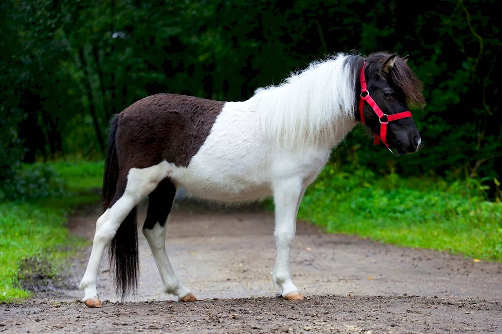 Shetland pony growth