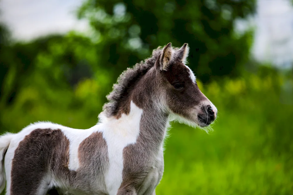Shetland Pony Crow