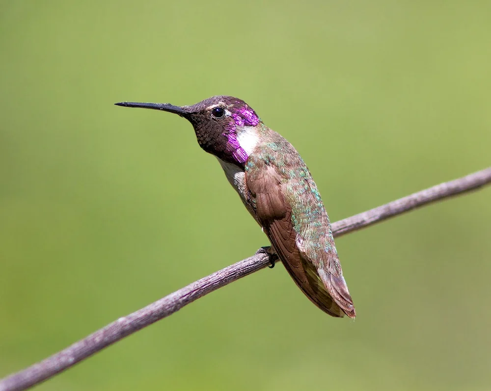 Long-billed Wren