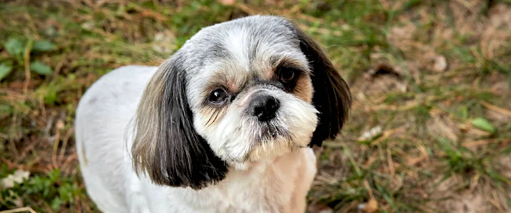 Shi tzu haircuts
