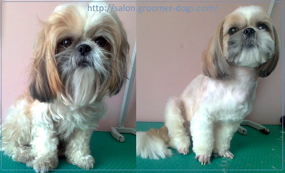Shih tzu