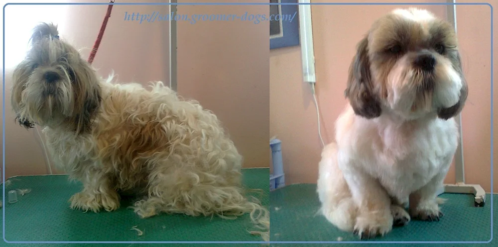 Shi tzu haircuts