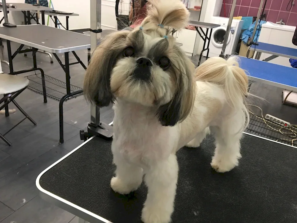 Shi tzu haircuts