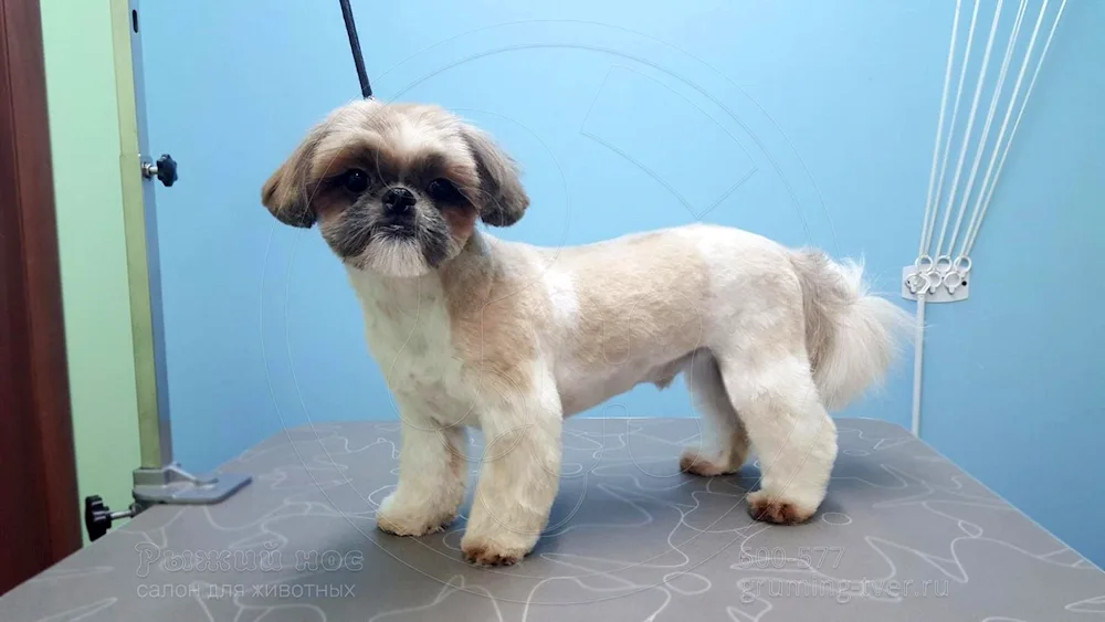 Shi tzu haircuts