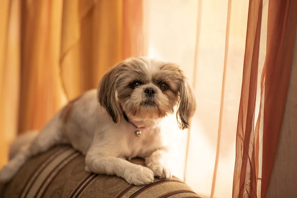 Shi tzu haircuts