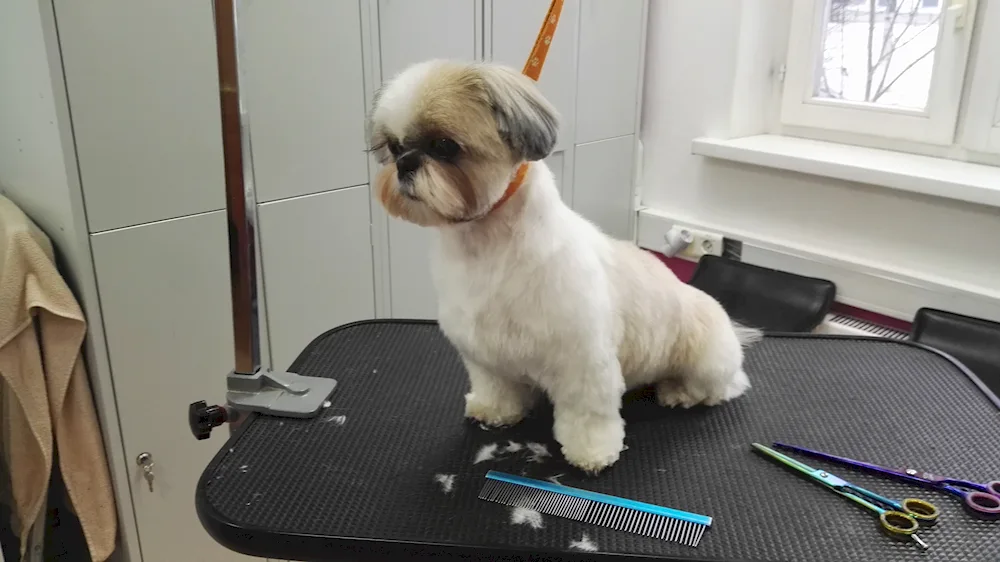 Shih tzu