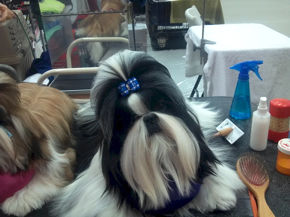Shih tzu haircuts