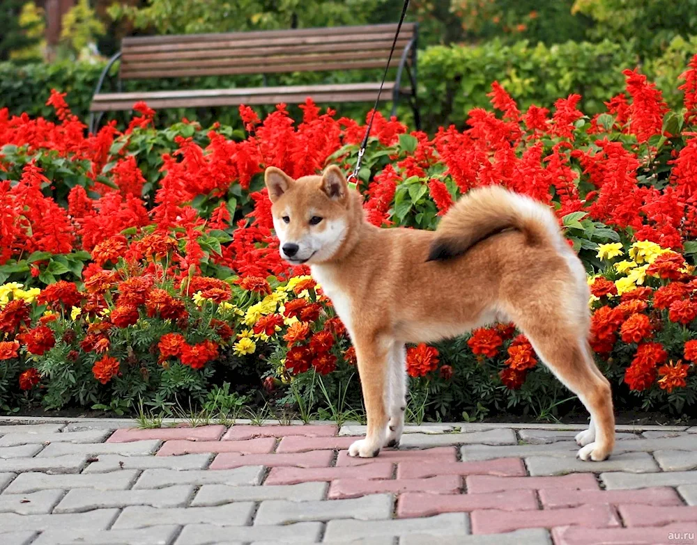 Shiba inu