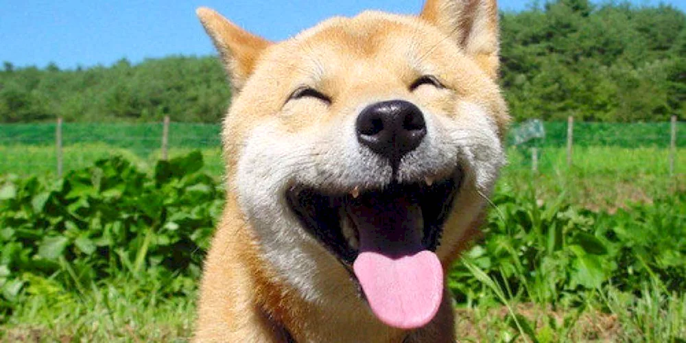 Smiling dog Shiba Inu