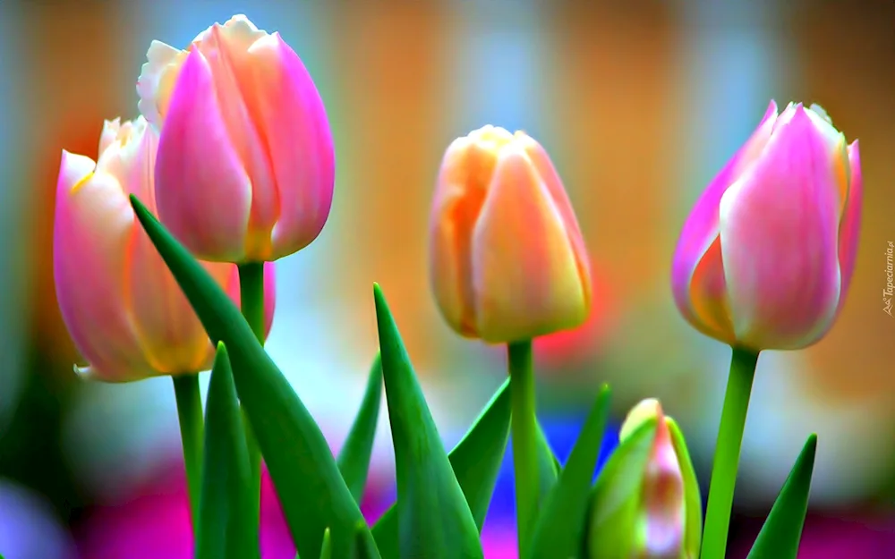 Tulips wallpaper vertical