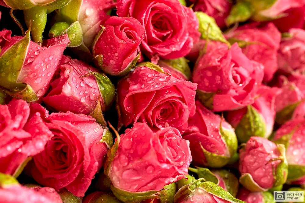 Gorgeous flowers