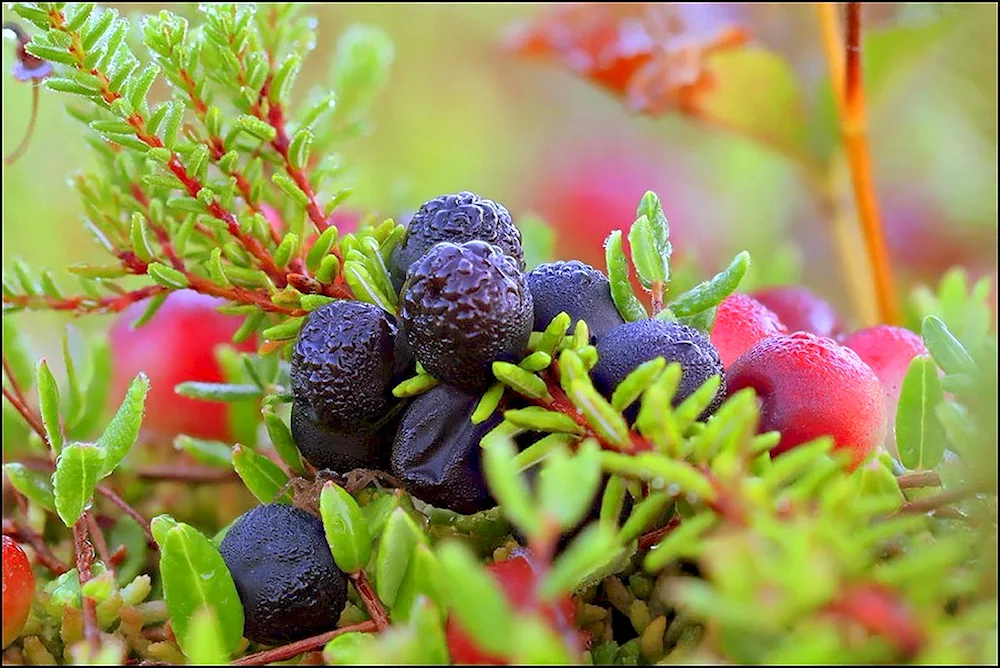 Shiksha Siberian berries