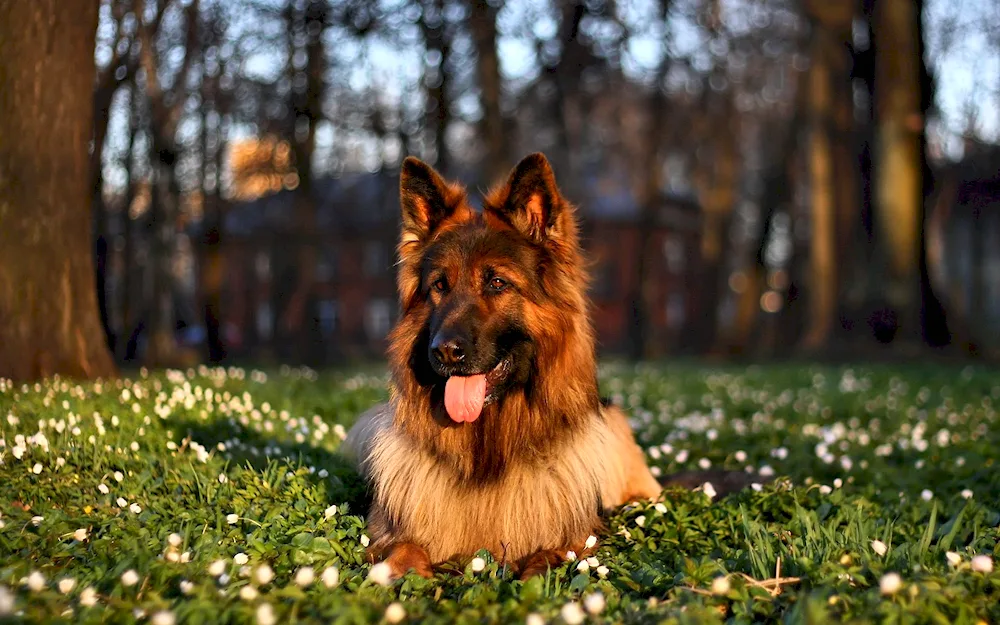 Malinois tervuren