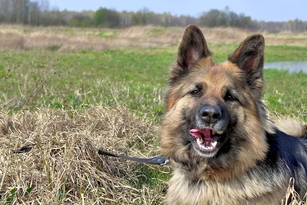 German Shepherd Wolfhound