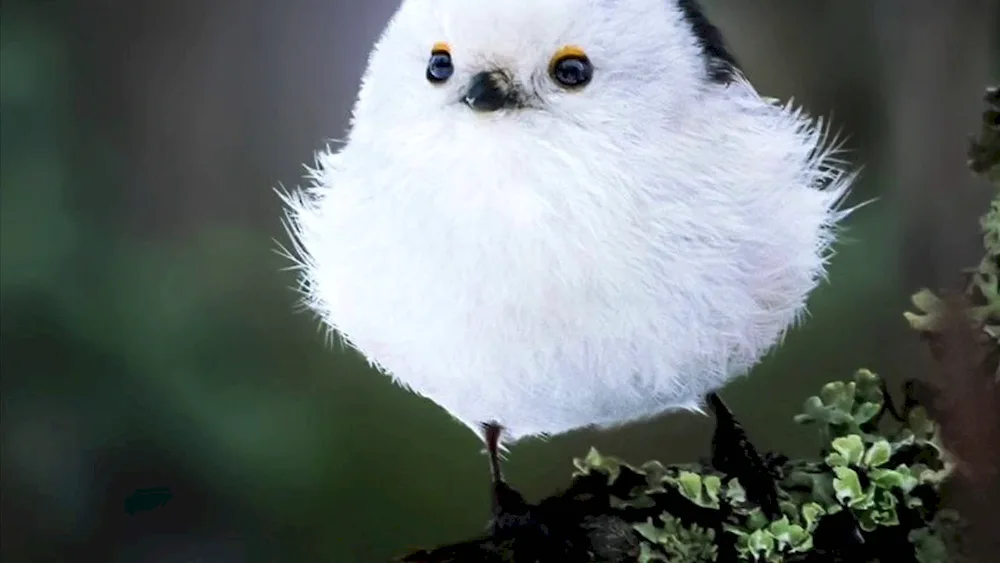 White tern bird