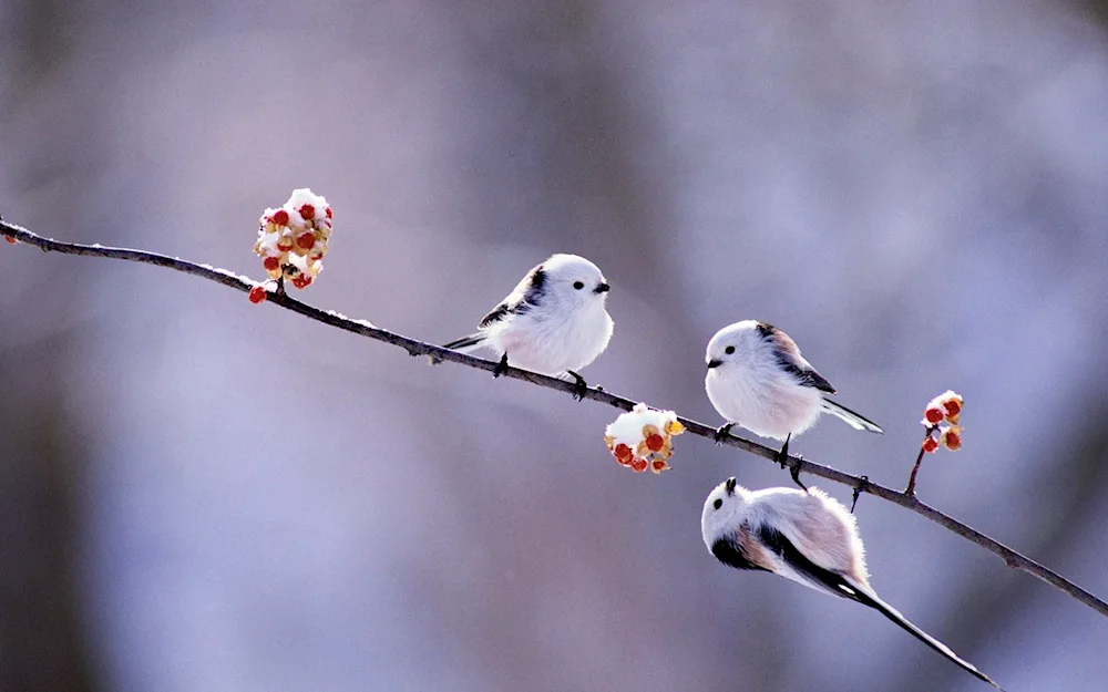 Shima-. enaga Japanese long-tailed tit