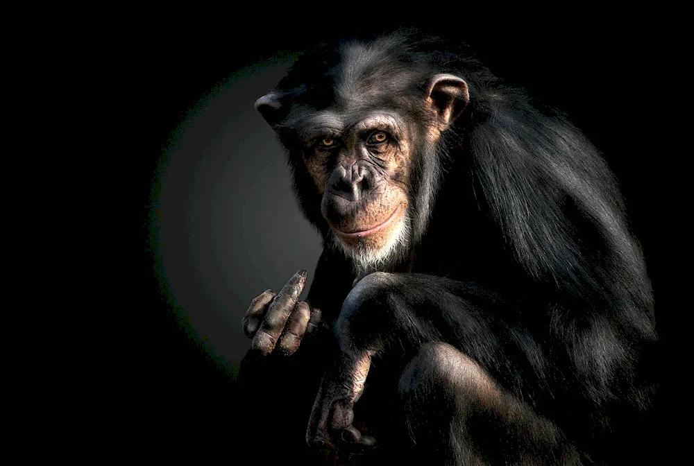 Chimpanzee