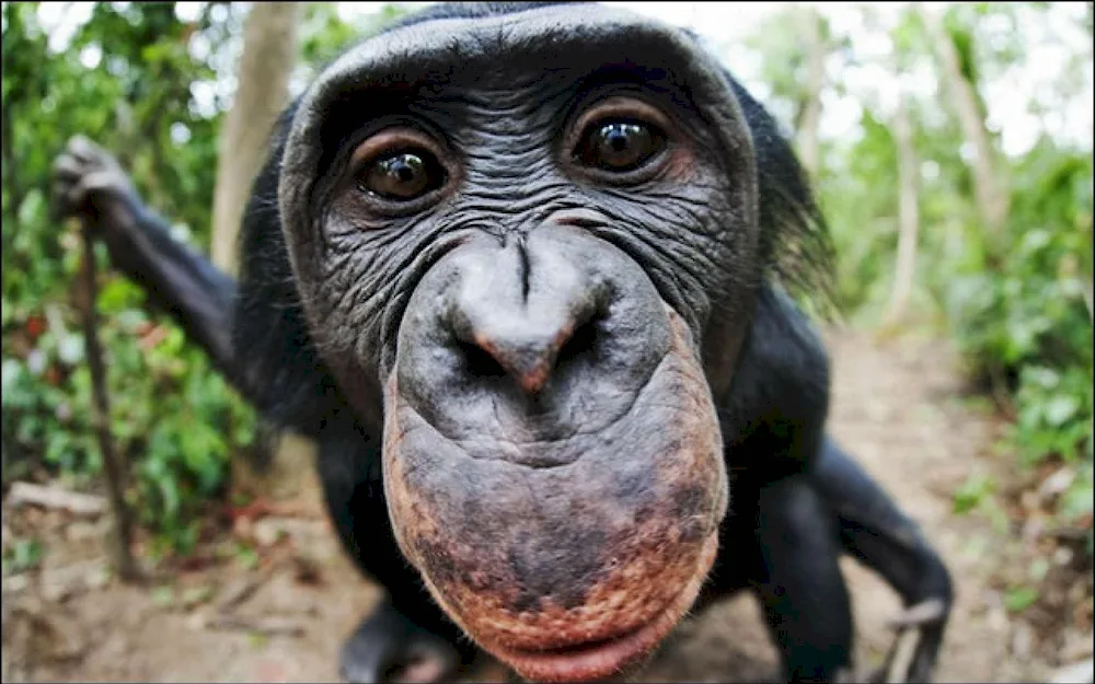 Chimpanzee bonobo