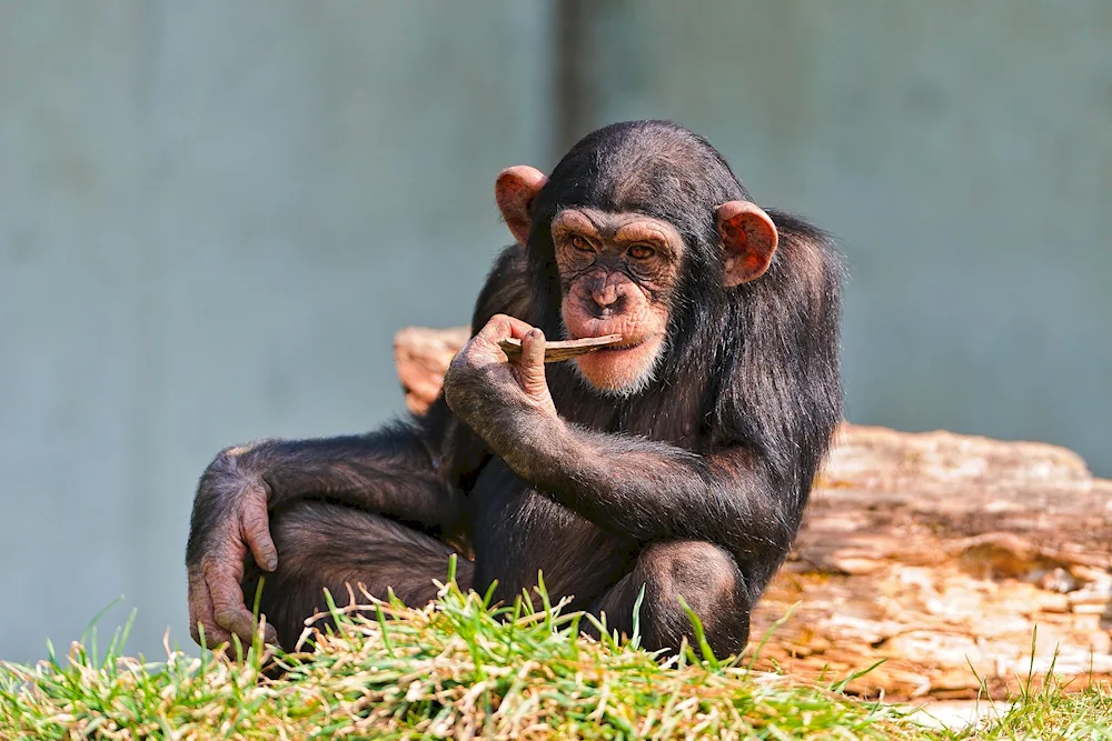 Funny animals