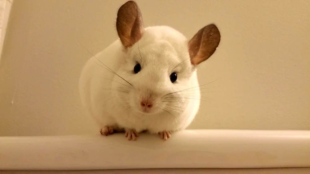 Chinchilla