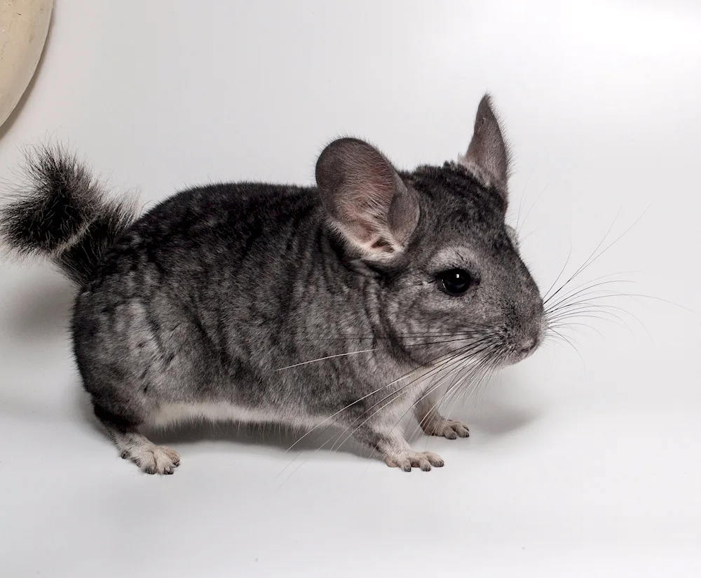 Agouti Chinchilla