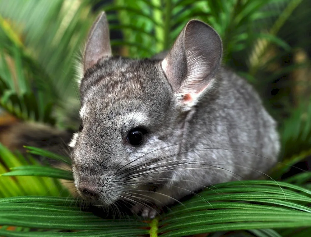 Agouti chinchilla