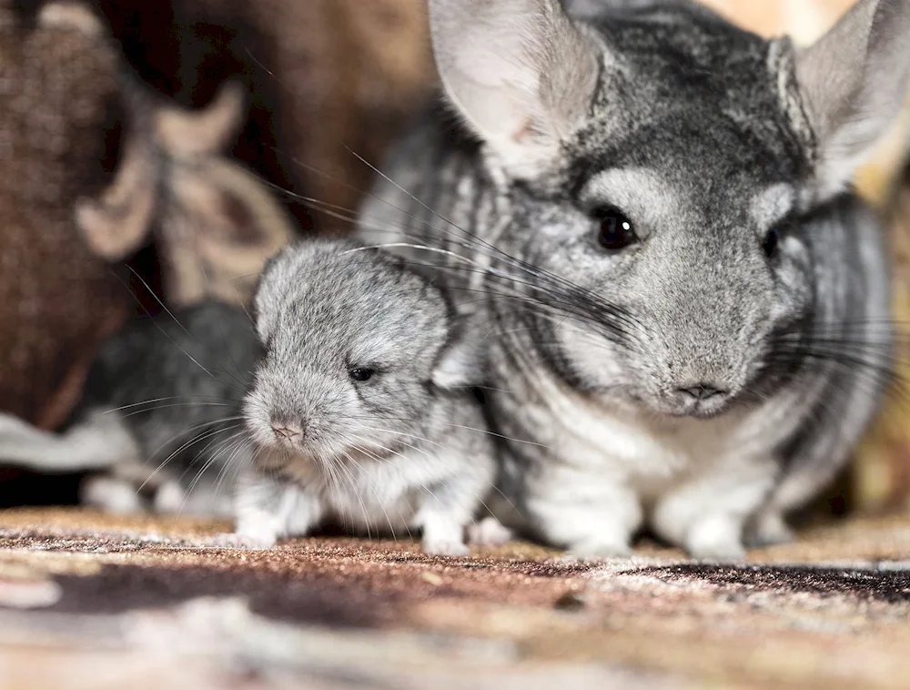 Agouti chinchilla