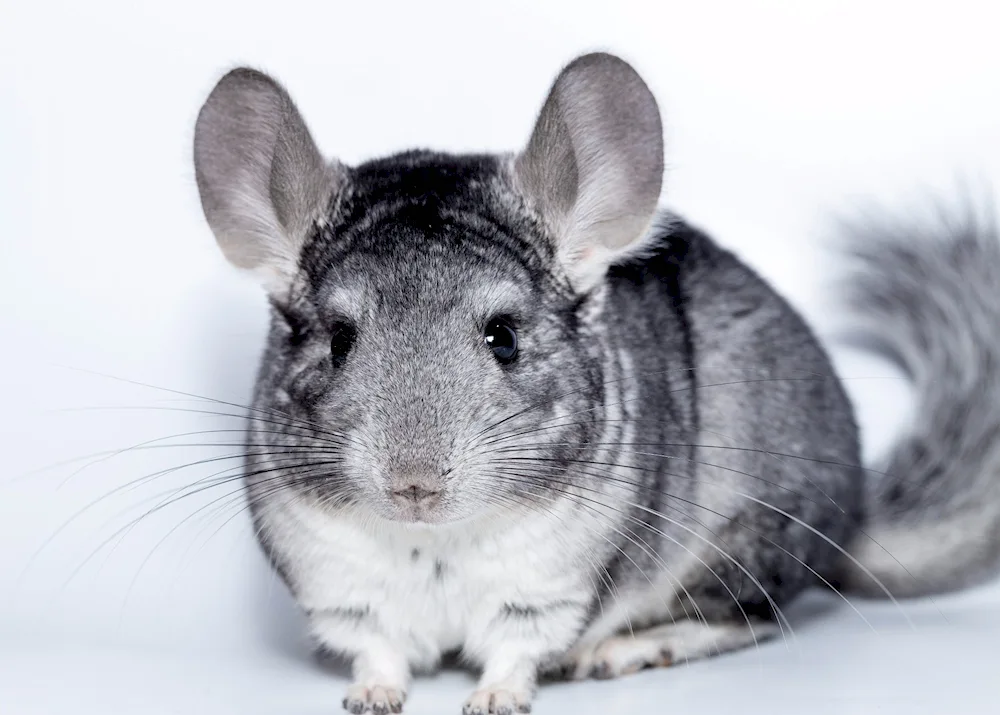 Chinchilla agouti