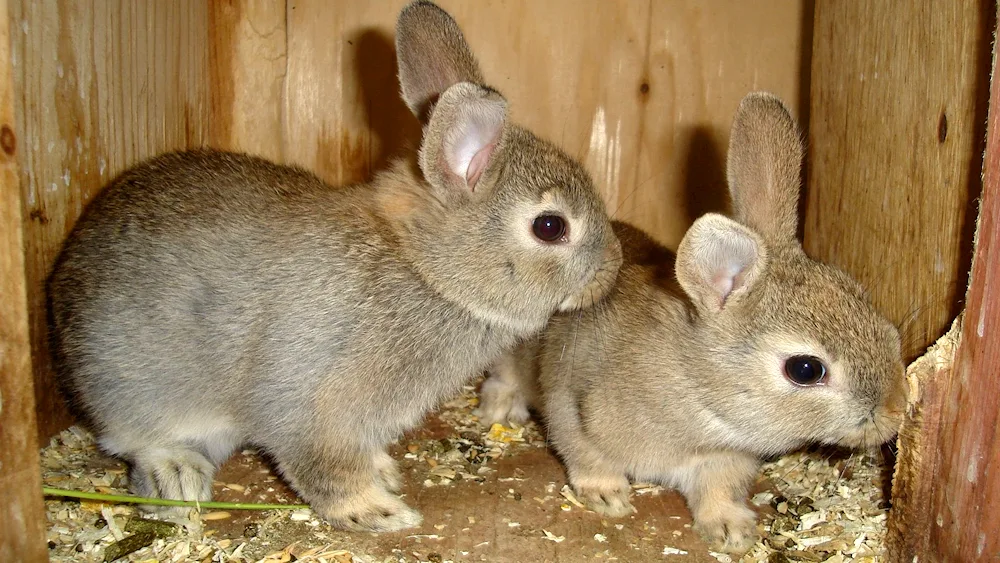 Chinchilla giant rabbits