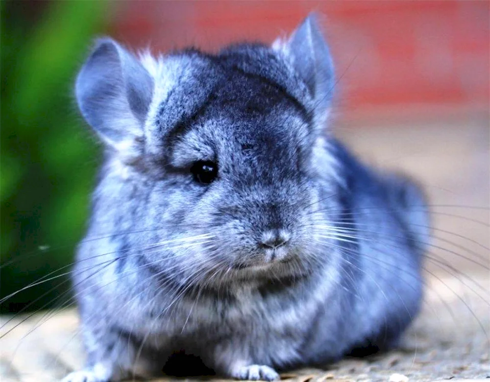 Short-tailed Chinchilla