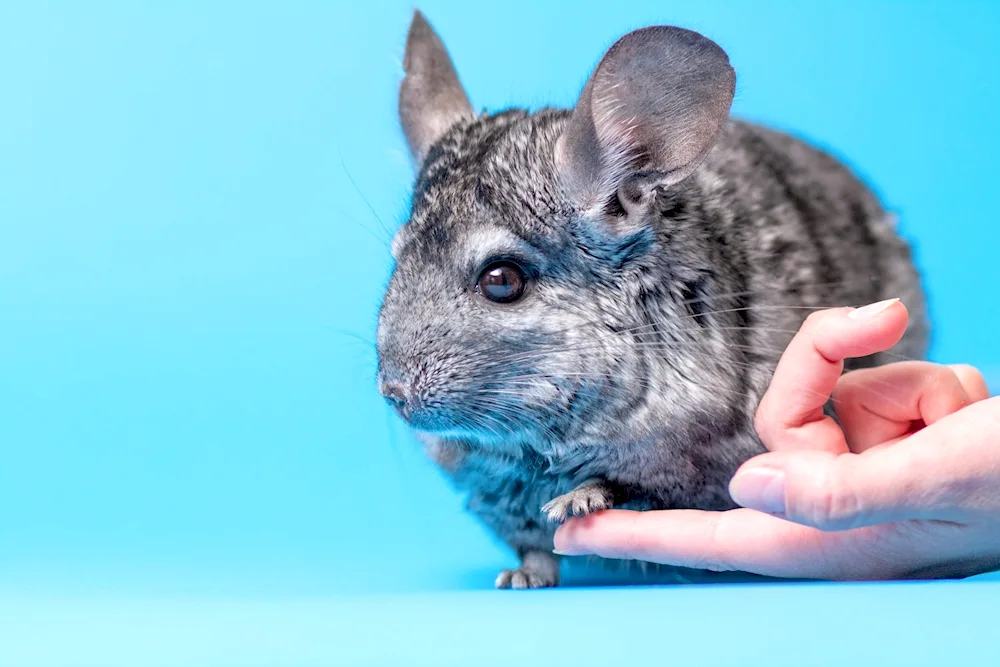 Violet Chinchilla