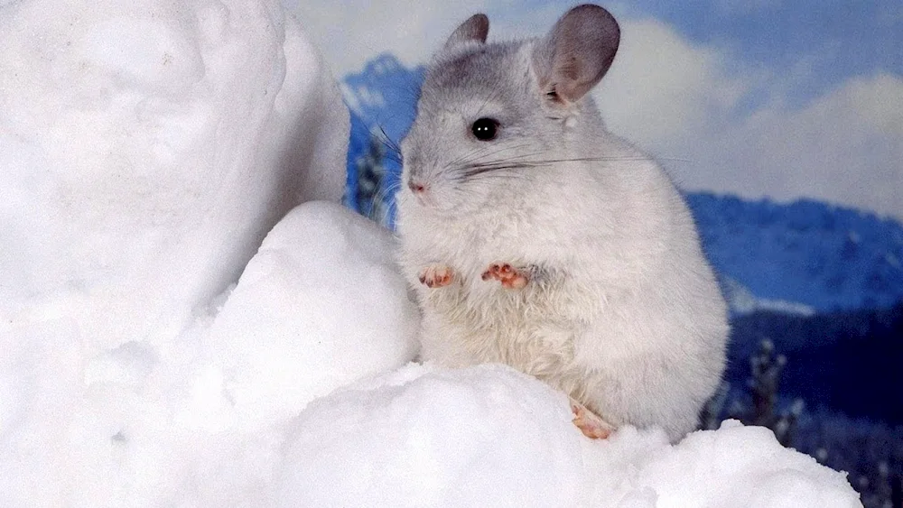 White chinchilla