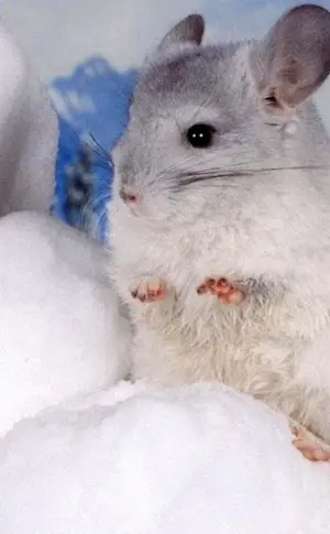 Chinchilla white