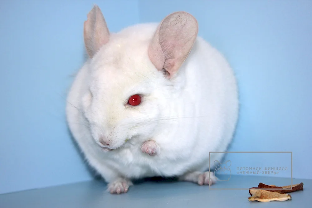 Chinchilla white