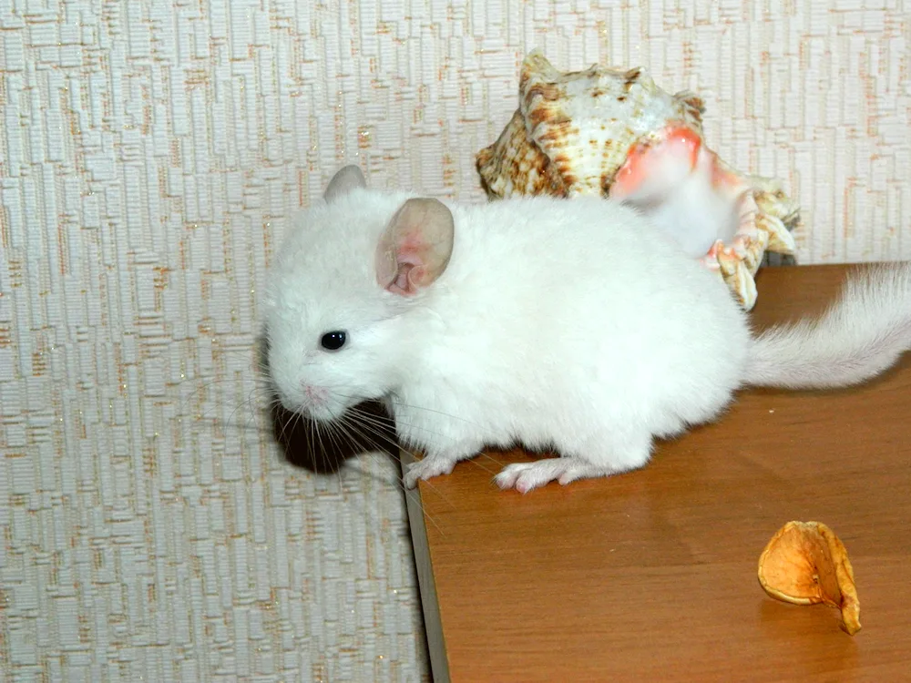 Angora chinchilla cat