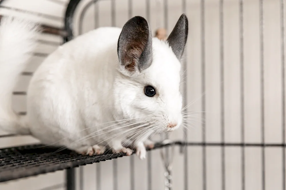 British chinchilla Coby