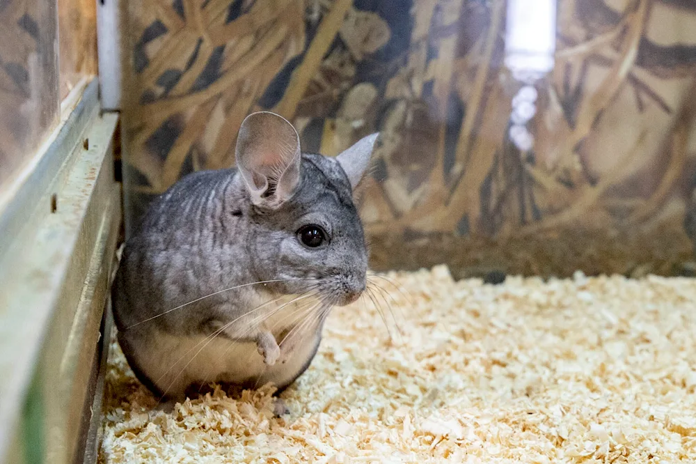 Large Chinchilla