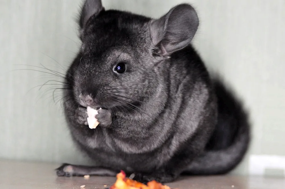 Ebony chinchilla