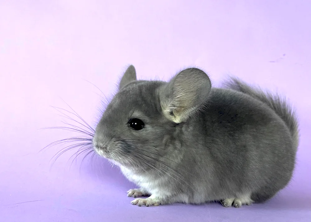 Sapphire Chinchilla