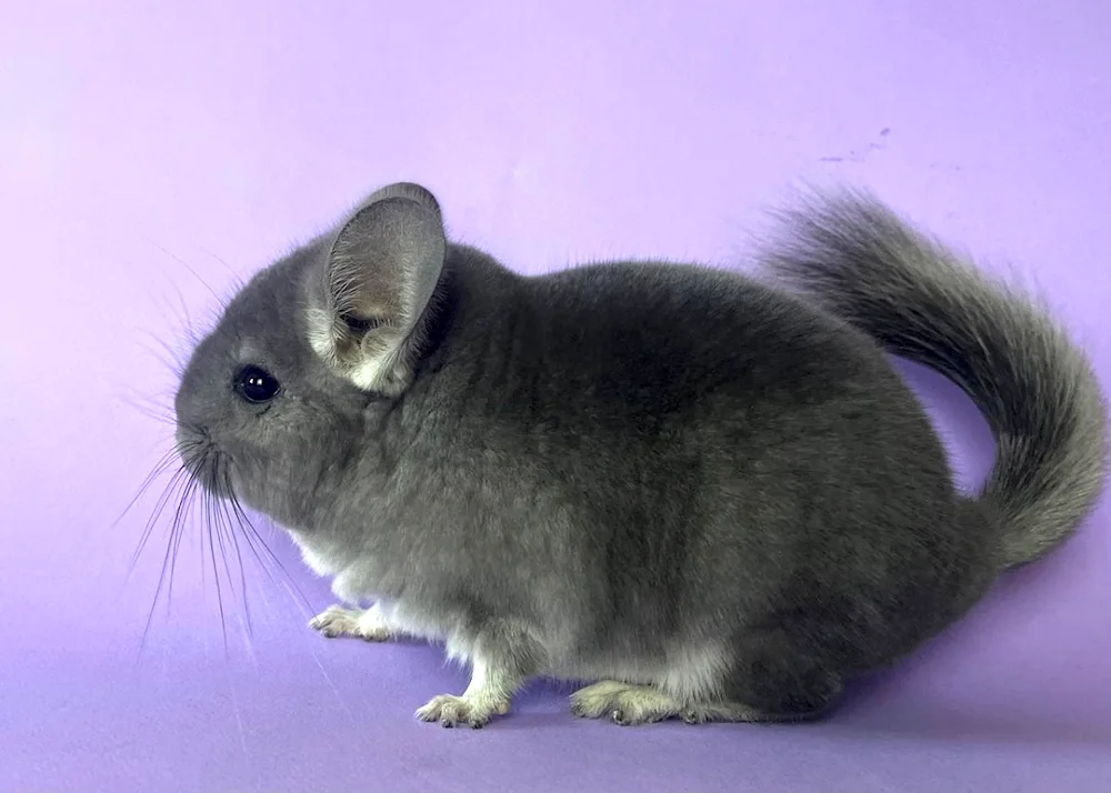 Violet Chinchilla