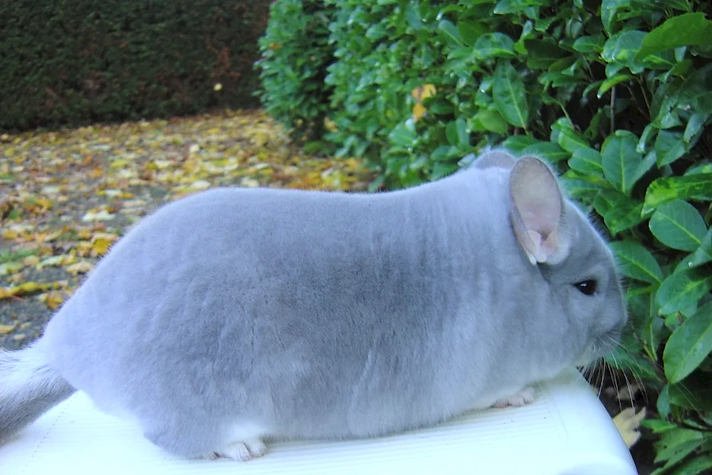 Blue Diamond Chinchilla