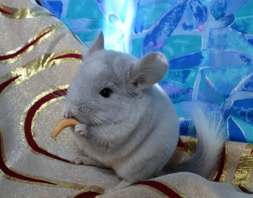 Blue Diamond Chinchilla