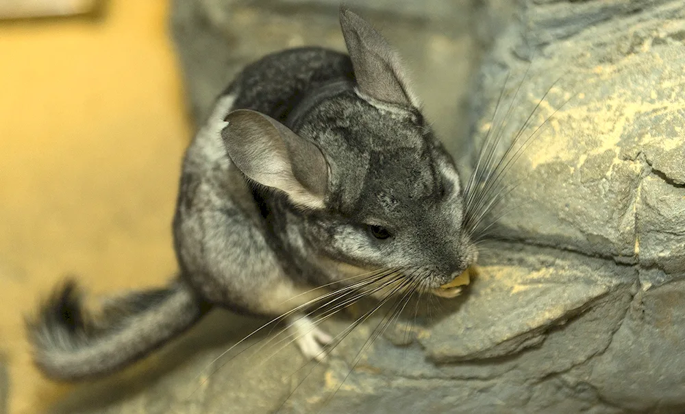 Chinchilla. South America