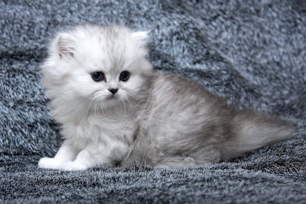 British long-haired chinchilla